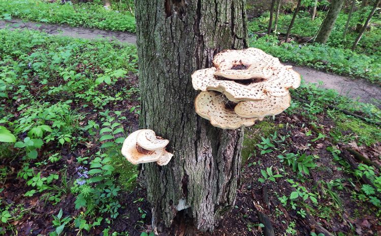 Fantastic Fungi BioBlitz at Blacklick Woods