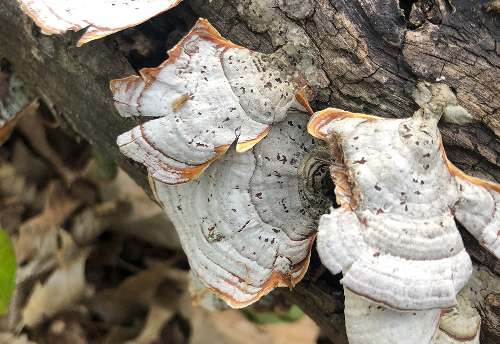 Fantastic Fungi at Blacklick Woods | COSI Science Festival
